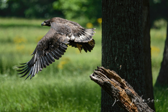 Juvenile Eagle First Flight Shiloh Tennessee 052120152992