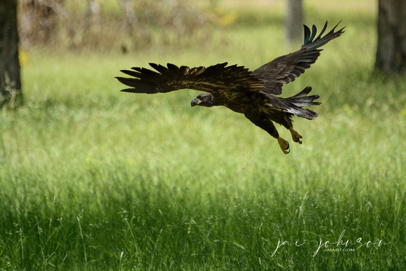 Juvenile Eagle First Flight Shiloh Tennessee 052120152998