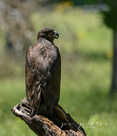 Juvenile Eagle In The Sun Shiloh Tennessee 052120152940