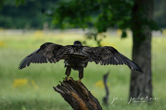 Juvenile Eagle On A Stump 052120152896
