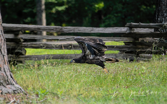 Juvenile Bald Eagle Flying Low Shiloh Tennessee 052120153205
