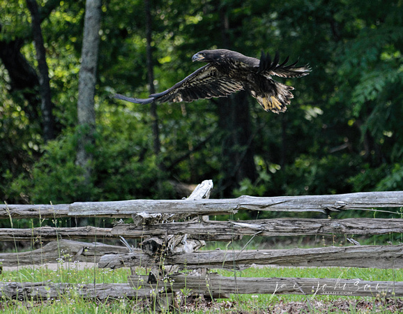 Juvenile Bald Eagle Flying Over Fence Shiloh Tennessee 052120153192