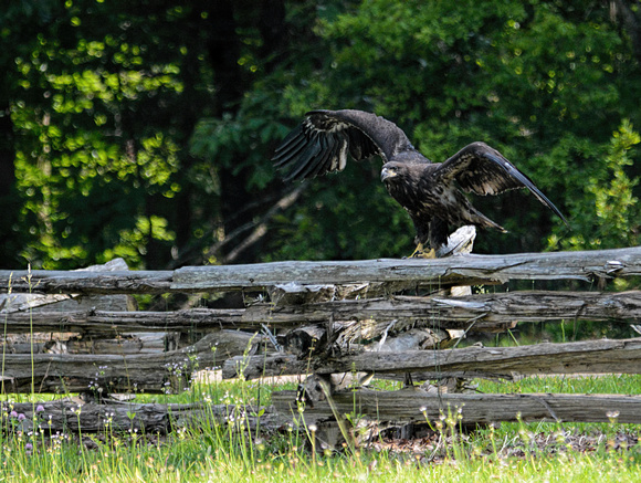 Juvenile Bald Eagle On Wood Fence 052120153152
