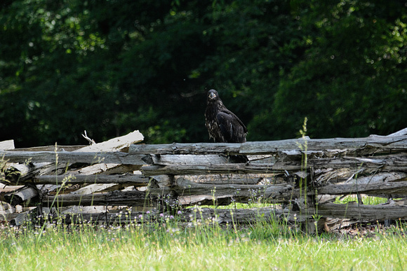 Juvenile Bald Eagle Sitting On Fence Shiloh Tennessee 052120153134