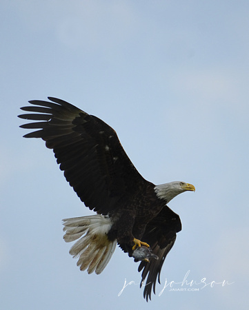 Bald Eagle Bringing Fish To The Nest Shiloh Tennessee 052120153377
