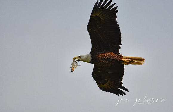 Bald Eagle Carrying Fish Leftovers Shiloh Tennessee 052120153386