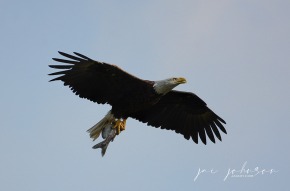 Bald Eagle With Fish Shiloh Tennessee 052120153372