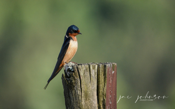 Barn Swallow On A Wood Post At Lake Graham 052420153855