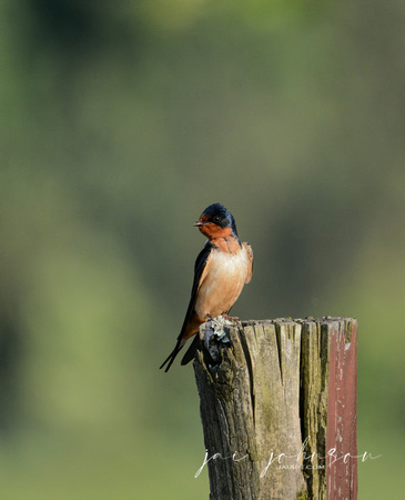 Barn Swallow On A Wooden Post 052420153848