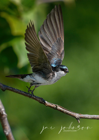 Tree Swallow Flying Off Branch 052420154217