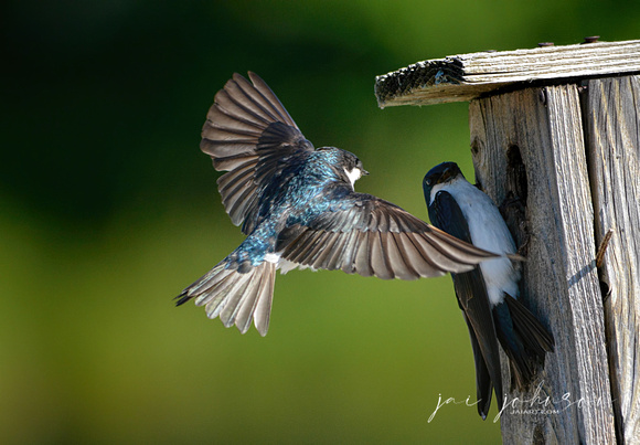 Tree Swallow Flying To Nesting Box 052420154138