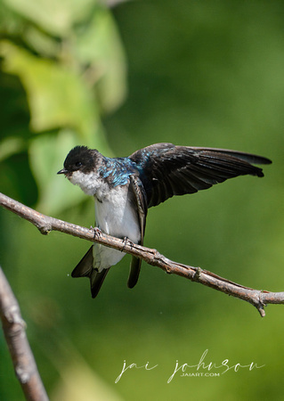 Tree Swallow On A Branch 052420154183