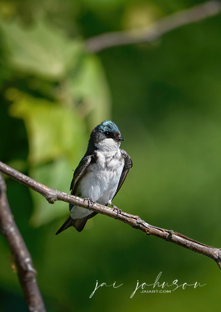 Tree Swallow On A Branch 052420154194