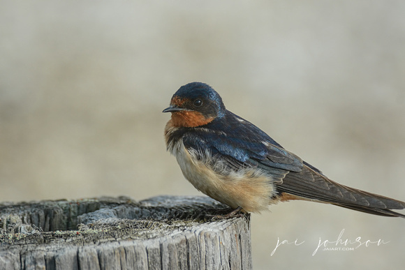 Barn Swallow At Lake Graham 052420155087
