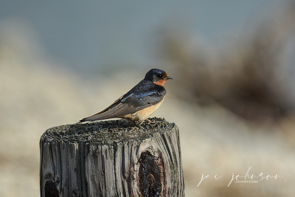 Barn Swallow at Lake Graham Jackson Tennessee 052420154984