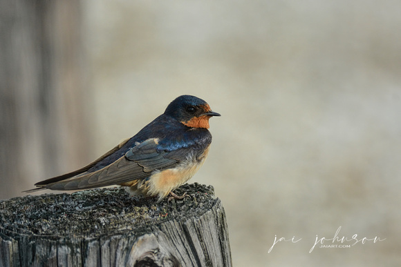 Barn Swallow On A Wooden Post 052420155046