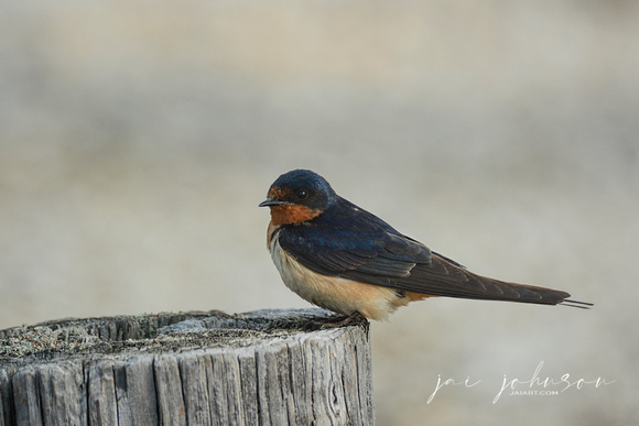 Barn Swallow On A Wooden Post 052420155049