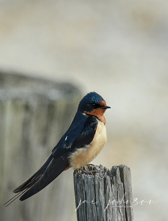 Barn Swallow On A Wooden Post 052420155061