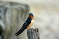 Barn Swallow On A Wooden Post 052420155079