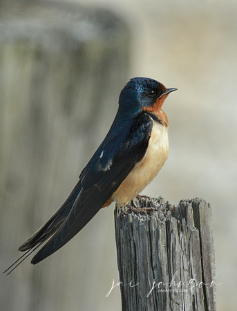 Barn Swallow On Wood Post 052420155093