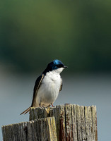 Tree Swallow At Lake Graham Jackson Tennessee 052420155171