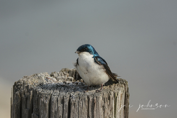 Tree Swallow on Wood Post 052420155153