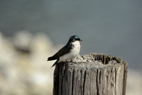Tree Swallow On Wood Post At Lake Graham 052420155177