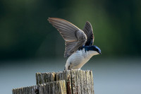 Tree Swallow Taking Flight 052420155156