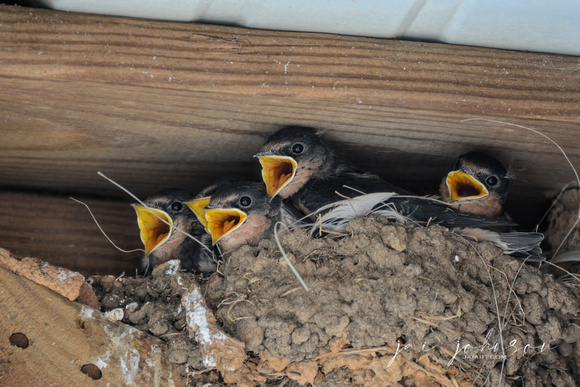 Five Barn Swallow Chicks In A Nest 052620155364
