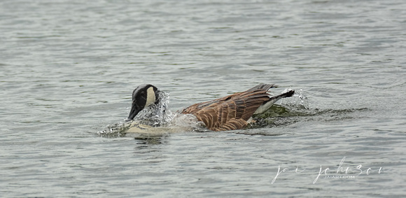 Canadian Goose In The Water 052620155550