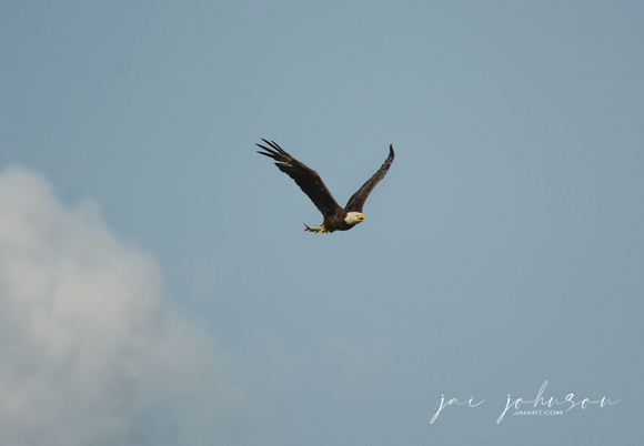 Bald Eagle Bringing Fish In From The River Shiloh Tennessee 052620156443