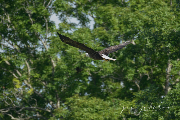 Bald Eagle Flying Through The Trees Shiloh Tennessee 052620156492