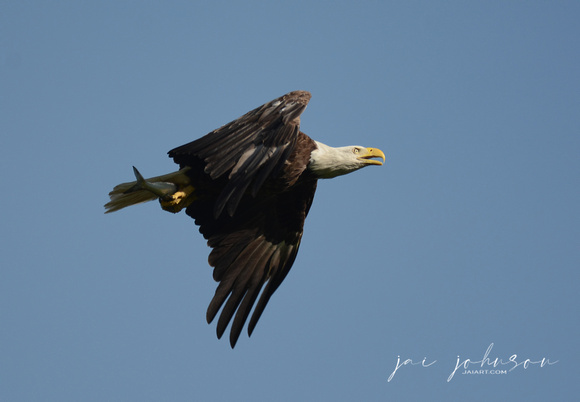 Bald Eagle With Fish Shiloh Tennessee 052620156464