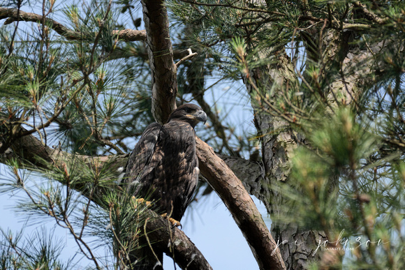 Juvenile Bald Eagle Chick In Pine Tree Shiloh Tennessee 052620156395