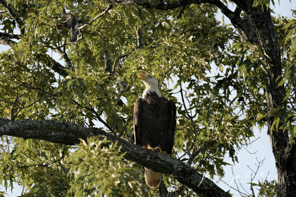 Bald Eagle and Eastern Kingbird Shiloh TN 052620156620