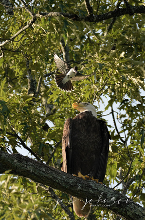 Bald Eagle Being Attacked By Eastern Kingbird 052620156630