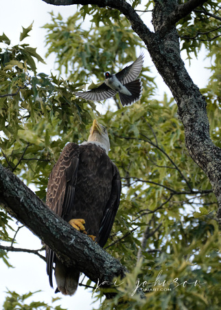 Bald Eagle Being Attacked by Eastern Kingbird Shiloh TN 052620156727