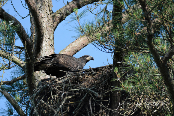 Juvenile Bald Eagle In Nest Shiloh Tennessee 052620156498
