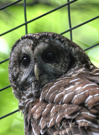 Adult Barred Owl In Captivity Cypress Grove Nature Park Jackson TN 052720156885