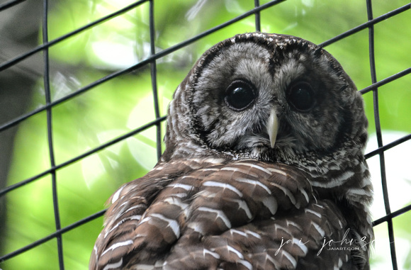 Adult Barred Owl In Captivity Cypress Grove Nature Park Jackson TN 052720156899