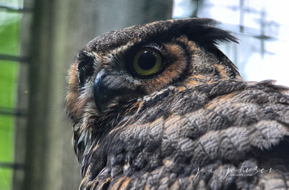 Adult Great Horned Owl In Captivity Cypress Grove Nature Park Jackson TN 052720156924