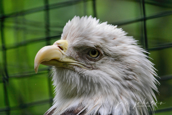 Adult Bald Eagle In Captivity Cypress Grove Nature Park Jackson TN 052720156835