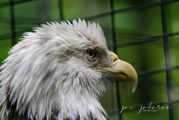 Adult Bald Eagle In Captivity Cypress Grove Nature Park Jackson TN 052720156844
