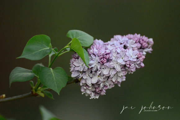 Lilac Flower Bloom In Spring 061120154767