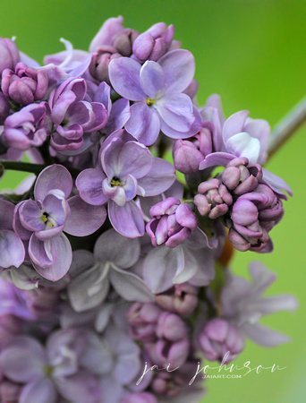 Lilac Flower Blooms On Lime Background 061120154794