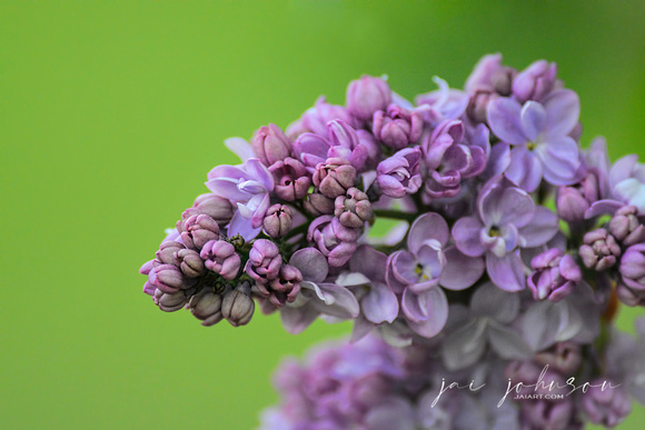 Lilac Flower On Green 061120154793
