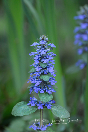 Blue Flowers In The Garden 061120154809