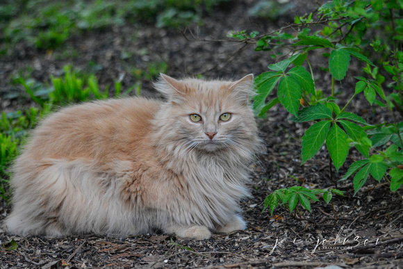 Long Haired Orange Tabby Cat In The Garden 061120156419