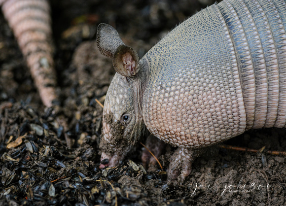 Armadillo In The Mud 062720150022