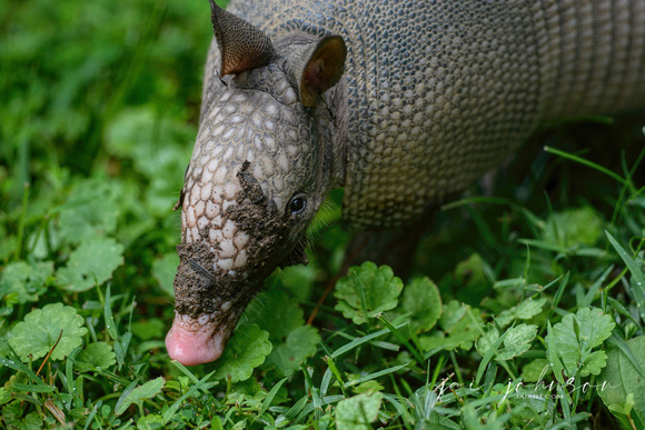 Armadillo With Muddy Face 062720150050